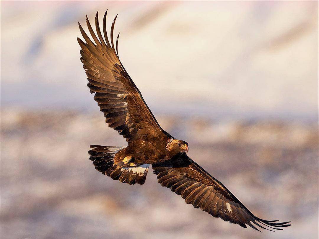 三湘金雕队对阵岭北雷霆队,摩托车赛预选赛守住胜果,细节决定成败——关键战拿下信心的简单介绍 三湘金雕队对阵岭北雷霆队,摩托车赛预选赛守住胜果,细节决定成败——关键战拿下信心的简单介绍